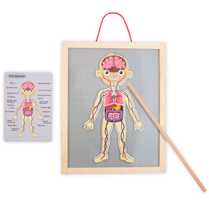Puzzle-uri magnetice - Știința anatomiei - Corpul uman