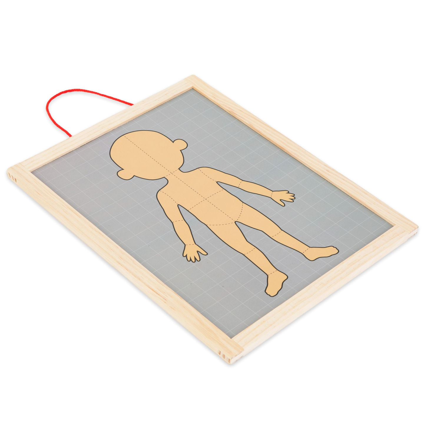 Puzzle-uri magnetice - Știința anatomiei - Corpul uman