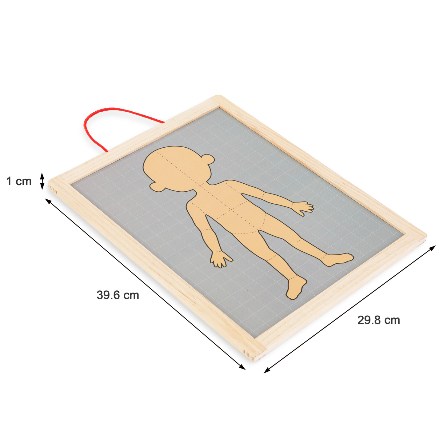 Puzzle-uri magnetice - Știința anatomiei - Corpul uman