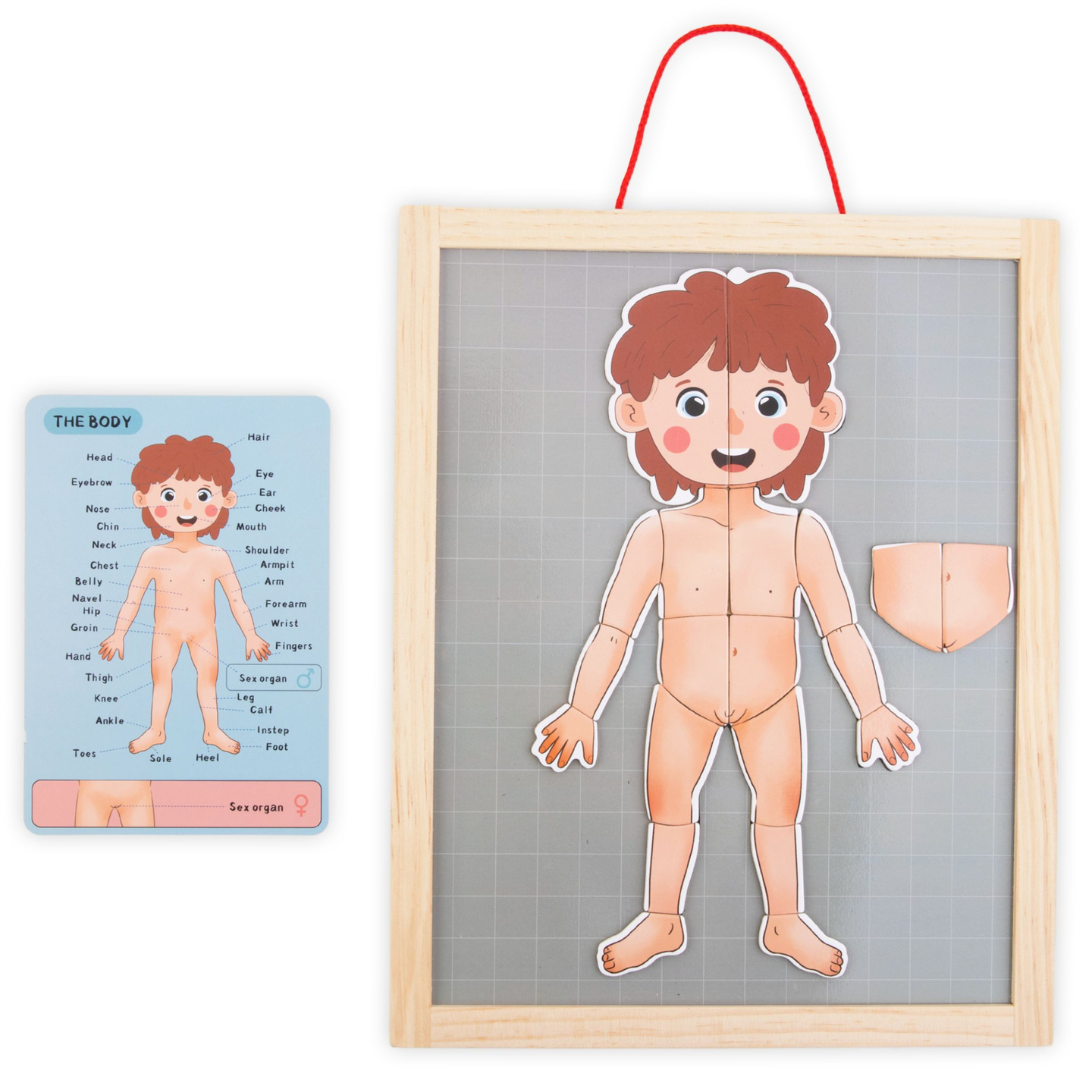 Puzzle-uri magnetice - Știința anatomiei - Corpul uman