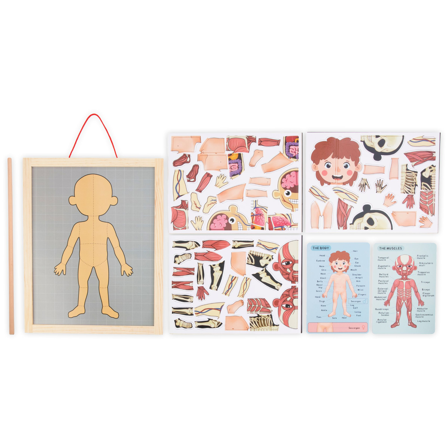 Puzzle-uri magnetice - Știința anatomiei - Corpul uman