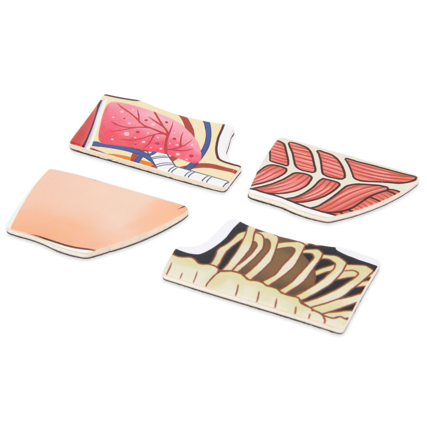 Puzzle-uri magnetice - Știința anatomiei - Corpul uman