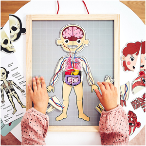 Puzzle-uri magnetice - Știința anatomiei - Corpul uman