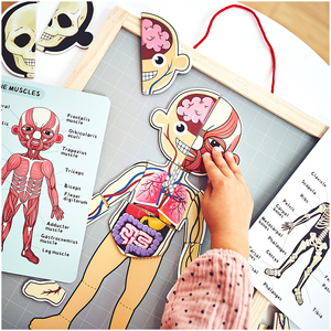 Puzzle-uri magnetice - Știința anatomiei - Corpul uman