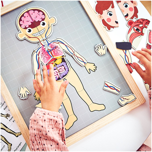 Puzzle-uri magnetice - Știința anatomiei - Corpul uman